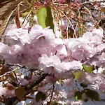 The Cherry Tree Guest House