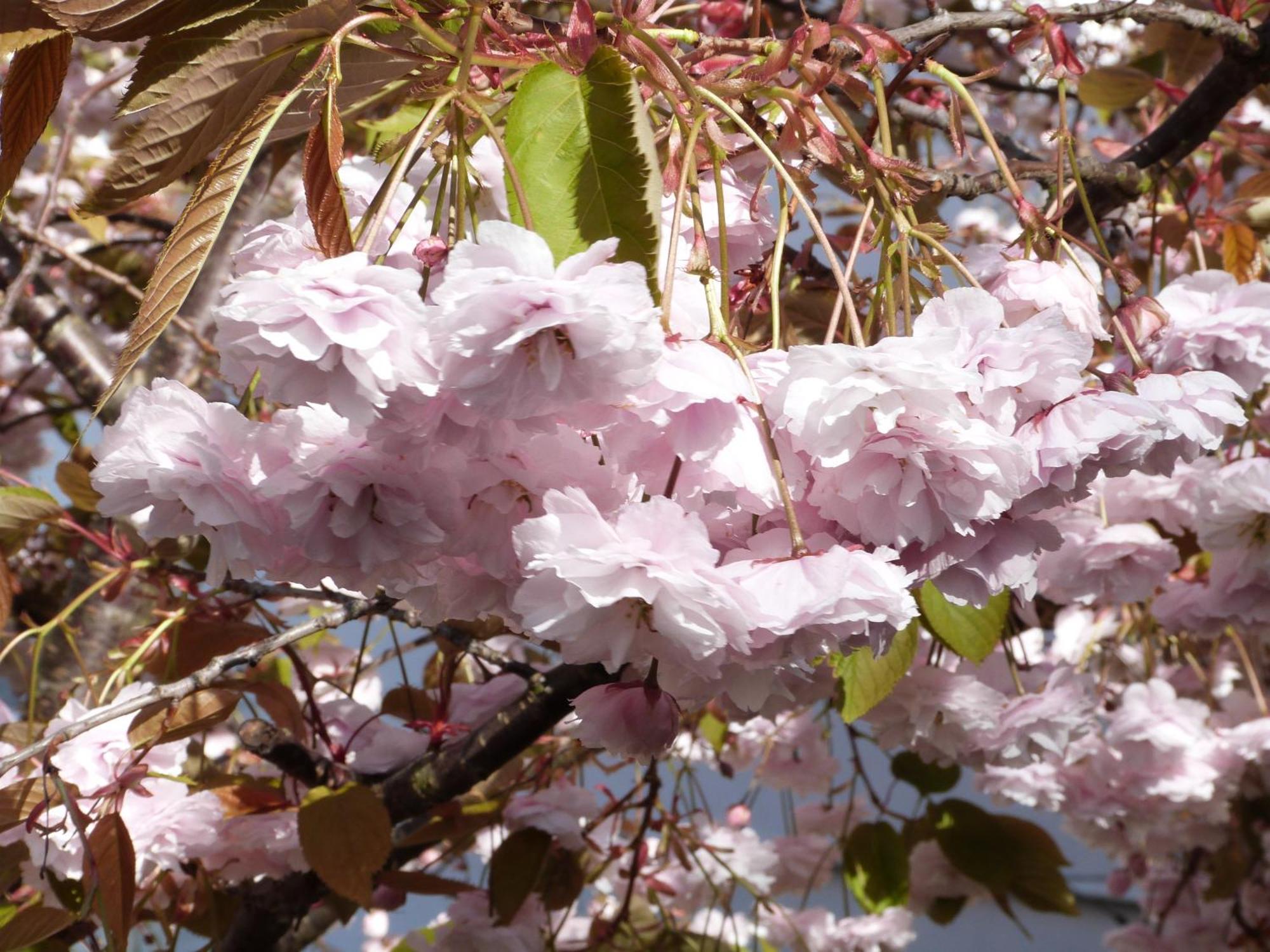 Guest house The Cherry Tree 4*