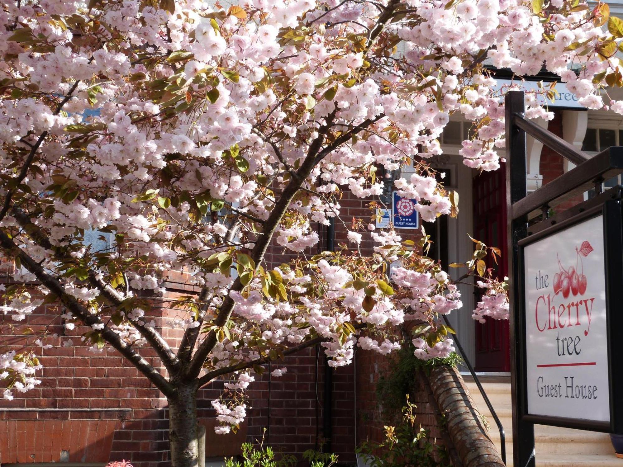 Guest house The Cherry Tree